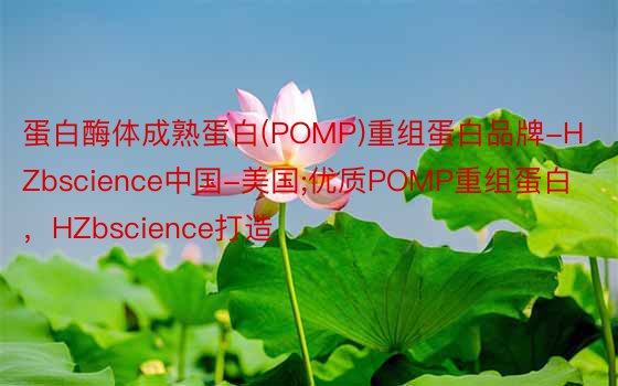 蛋白酶体成熟蛋白(POMP)重组蛋白品牌-HZbscience中国-美国;优质POMP重组蛋白，HZbscience打造